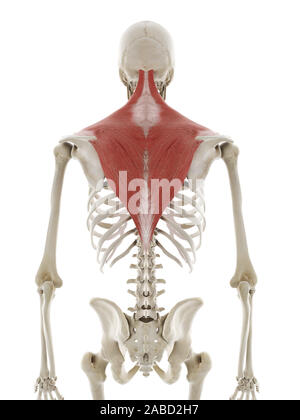 3D-gerenderte medizinisch genauen Abbildung des Trapezius Stockfoto