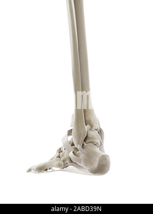 3D-gerenderte Medizinisch genaue Abbildung der Bänder des Fußes Stockfoto