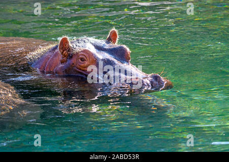 Hippopotamus - (Hippopotamus amphibius) oder Fluss Pferd mit Kopf über Wasser Stockfoto