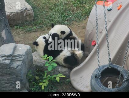 Twin panda Schwestern verbringen Freizeit durch Umarmen mit und in einem Zoo in Peking, China kämpfen gegeneinander, 22. Oktober 2019. *** Local Caption** Stockfoto