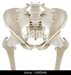 3D-gerenderte Medizinisch genaue Abbildung der Bänder der Hüfte Stockfoto