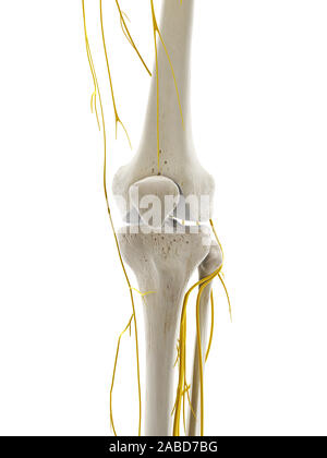 3D-gerenderte Medizinisch genaue Abbildung der Nerven des Knie Stockfoto