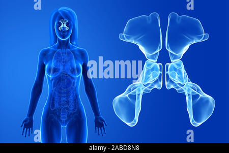 3d-medizinisch genaue Abbildung der weiblichen gerendert Nebenhöhlen Stockfoto