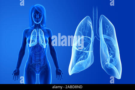 3D-gerenderte Medizinisch genaue Abbildung der weiblichen Lunge Stockfoto