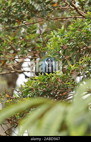 Östlichen Crested Berrypecker (Paramythia montium montium) nach der Fütterung in fruchtkörper Baum Kumul Lodge, Mount Hagen, Papua-Neuguinea Juli Stockfoto