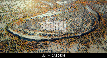 Ein Vogel der Wüste Pappel Holz wächst in der Nähe der Tarim Fluß in Bugur County, Bayingolin Präfektur, Nordwesten Chinas Uiguren Xinjiang autonome R Stockfoto