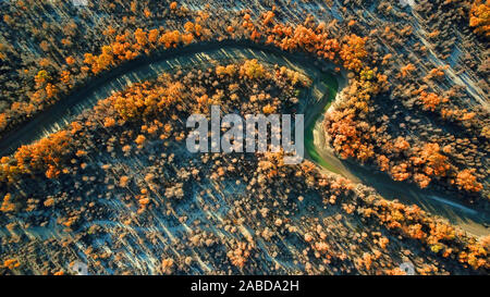 Ein Vogel der Wüste Pappel Holz wächst in der Nähe der Tarim Fluß in Bugur County, Bayingolin Präfektur, Nordwesten Chinas Uiguren Xinjiang autonome R Stockfoto