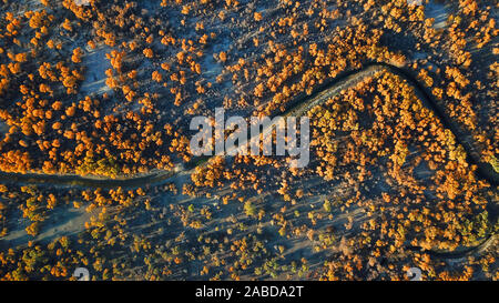 Ein Vogel der Wüste Pappel Holz wächst in der Nähe der Tarim Fluß in Bugur County, Bayingolin Präfektur, Nordwesten Chinas Uiguren Xinjiang autonome R Stockfoto