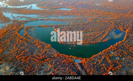 Ein Vogel der Wüste Pappel Holz wächst im Wasser in Bugur County, Bayingolin Präfektur, Nordwesten Chinas Uigurischen Autonomen Region Xinjiang, 3. Nov. Stockfoto