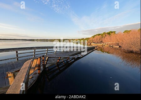 Boardwalk auf dem West See in den Everglades National Park, Florida stark durch den Hurrikan Irma 2017 beschädigt an einer ruhigen Winter morgen. Stockfoto