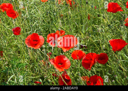 Feld mit Mohnblumen im Sommer in Schweden. Stockfoto