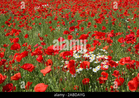 Feld mit Mohnblumen im Sommer in Schweden. Stockfoto