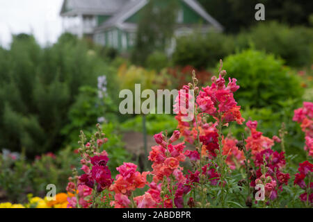 Blumen an der Petrovskoye Immobilien. Puschkin Berge Stockfoto