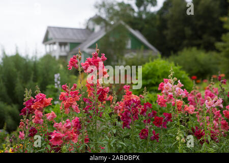 Blumen an der Petrovskoye Immobilien. Puschkin Berge Stockfoto