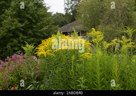 Blumen an der Petrovskoye Immobilien. Puschkin Berge Stockfoto
