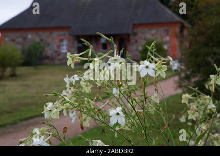 Blumen an der Petrovskoye Immobilien. Puschkin Berge Stockfoto
