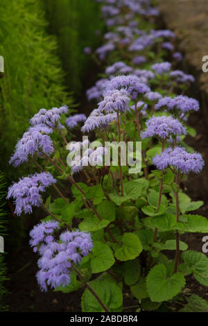 Blumen an der Petrovskoye Immobilien. Puschkin Berge Stockfoto