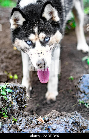 Husky gräbt ein Loch in den Boden im Winter Stockfoto