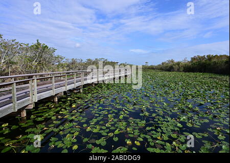 Anhinga Trail Boardwalk über Teiche in Lily Pads in den Everglades National Park, Florida umfasst auf einer sonnigen Morgen. Stockfoto