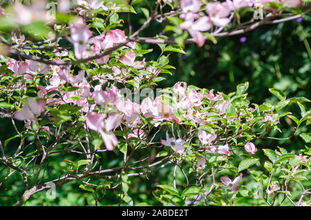 Rosa Hartriegelbaum Cornus Florida in voller Blüte im Frühling. Blühende Hartriegel in der Natur Stockfoto
