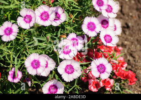 Viele phlox rosa und weißen Blüten mit grün. Stockfoto