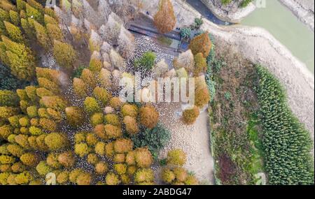 Luftaufnahme der metasequoia, auch als Dawn aus rotem Holz Wald in Sihong Grafschaft, Stadt Suqian, der ostchinesischen Provinz Jiangsu, 26. Oktober 2019. Stockfoto