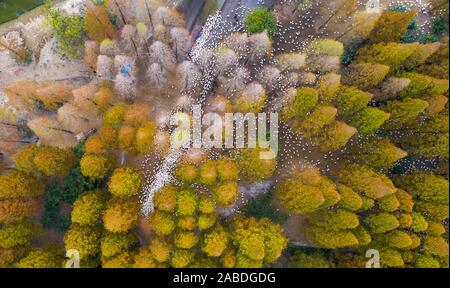 Luftaufnahme der metasequoia, auch als Dawn aus rotem Holz Wald in Sihong Grafschaft, Stadt Suqian, der ostchinesischen Provinz Jiangsu, 26. Oktober 2019. Stockfoto