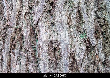Textur des Grauen Baum mit grünen Moos. Holz- Oberfläche. Stockfoto