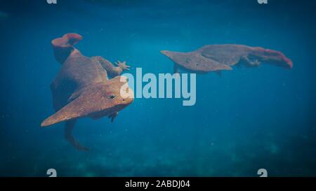 Diplocaulus Paar, erloschenen Amphibien aus dem späten Karbon, Perm Stockfoto