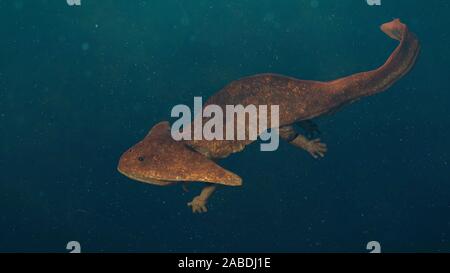 Diplocaulus, erloschenen Amphibien aus dem späten Karbon, Perm Stockfoto