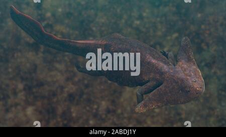 Diplocaulus, Tier aus dem späten Karbon, Perm Stockfoto