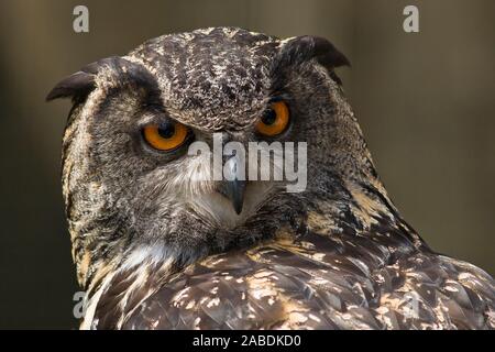 Uhu (Bubo Bubo) Stockfoto