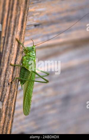 Großes Heupferd (Tettigonia Viridissima) Männchen Stockfoto