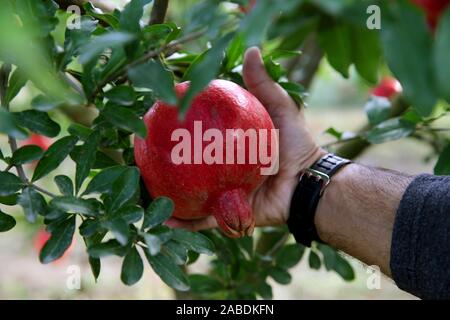 Nahaufnahme der Mann das Abreißen Granatapfel von Baum Stockfoto