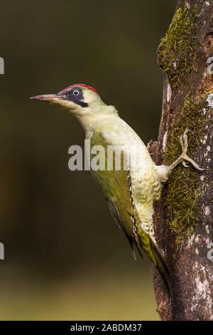 Grünspecht (Picus viridis) junges Weibchen Stockfoto