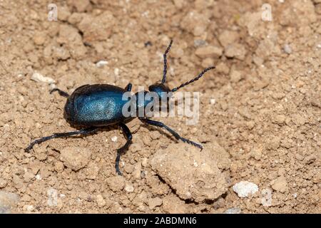 Schwarzblauer Ölkäfer (Meloe proscarabaeus) Stockfoto