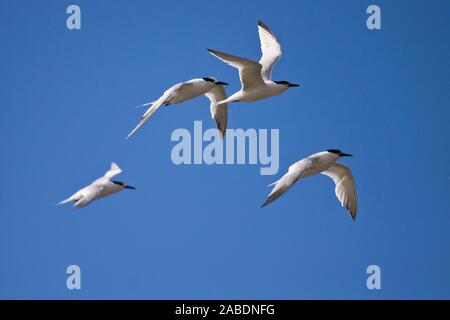 Brandseeschwalben (Sterna sandvicensis) Stockfoto