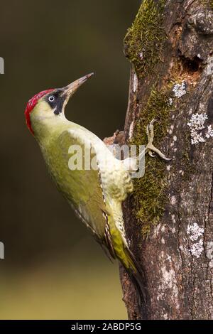 Grünspecht (Picus viridis) junges Weibchen Stockfoto