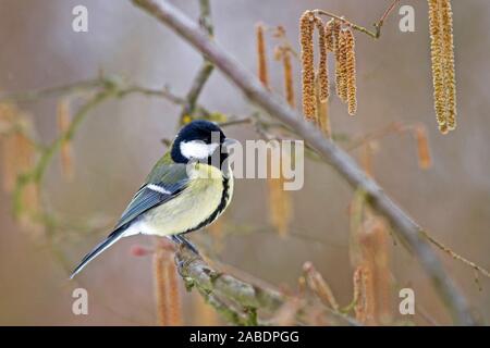 Kohlmeise (Parus großen) Stockfoto