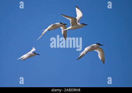 Brandseeschwalben (Sterna sandvicensis) Stockfoto