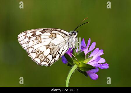 Schachbrett (Melanargia galathea) Stockfoto