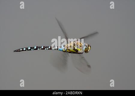 Herbst-Mosaikjungfer (Aeshna Mixta) Stockfoto