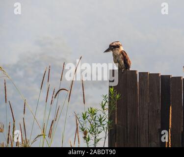 Der australische Vogel, Eine verschnaufelte Kookaburra, sitzt an einem warmen, unheimlich aussehenden rauchigen Morgen in Australien auf einem Zaun. Fast Im Sommer Stockfoto