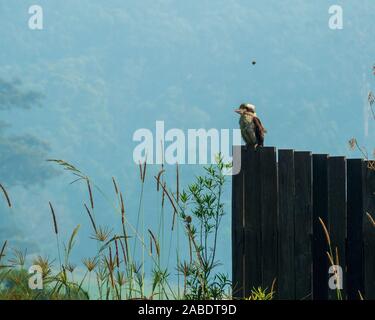 Der australische Vogel, Eine verschnaufelte Kookaburra, sitzt an einem warmen, unheimlich aussehenden rauchigen Morgen in Australien auf einem Zaun. Fast Im Sommer Stockfoto