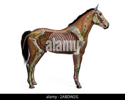 Gerenderten 3D-Anatomie des Pferdes Anatomie Stockfoto