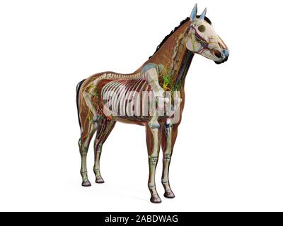 Gerenderten 3D-Anatomie des Pferdes Anatomie Stockfoto