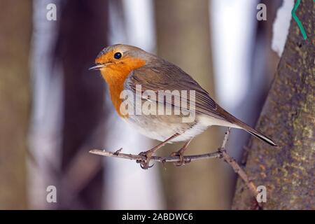 Rotkehlchen (Erithacus Rubecula) Stockfoto