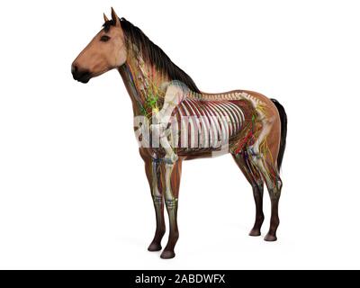 Gerenderten 3D-Anatomie des Pferdes Anatomie Stockfoto