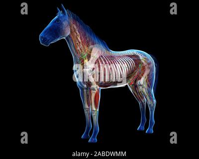 Gerenderten 3D-Anatomie des Pferdes Anatomie Stockfoto