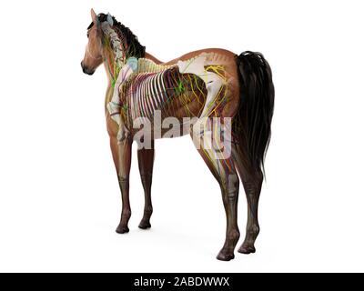 Gerenderten 3D-Anatomie des Pferdes Anatomie Stockfoto